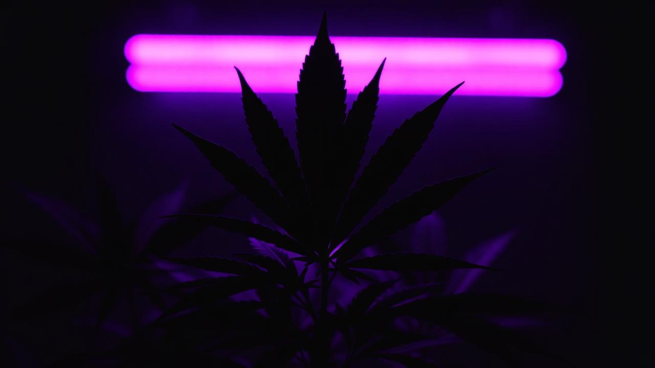 Strain Science 101: Indica vs Sativa vs Hybrid